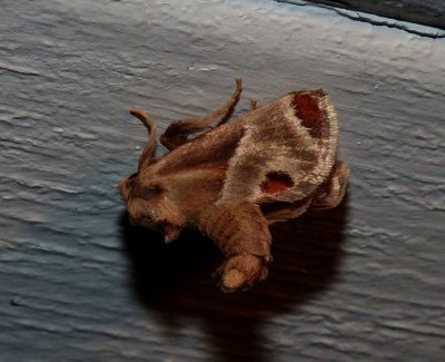 Shagreened Slug Moth - Apoda biguttata