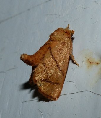 Yellow-collared Slug Moth - Apoda y-inversum