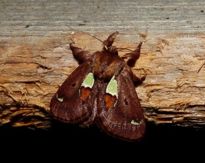 Flannel, Slug Caterpillar, and Leaf Skeletonizer Moths - Zygaenoidea