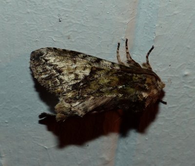 White-blotched Heterocampa - Heterocampa umbrata