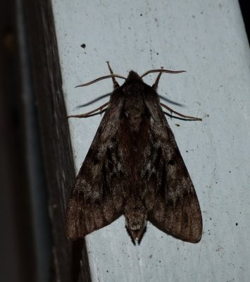 Northern Pine Sphinx - Lapara bombycoides