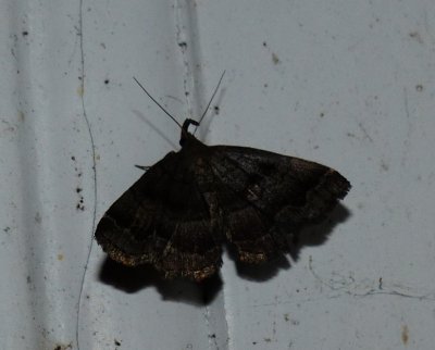 Black-banded Owlet - Phalaenostola larentioides
