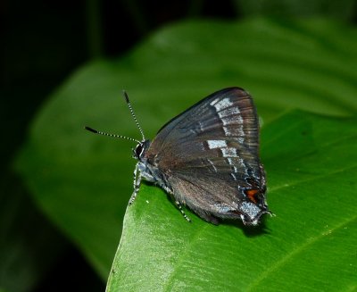 Banded Hairstreak - Satyrium calanus