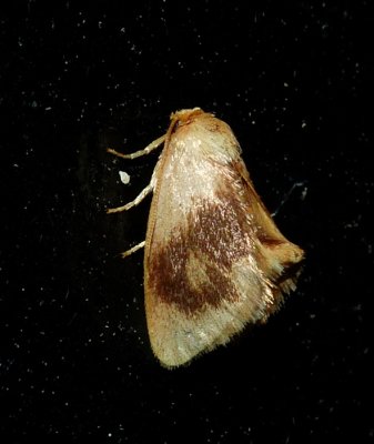 Abbreviated Button Slug Moth - Tortricidia flexuosa