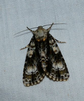 Splendid Dagger Moth - Acronicta superans