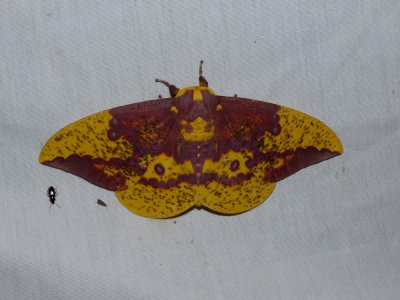 Imperial Moth - Eacles imperialis