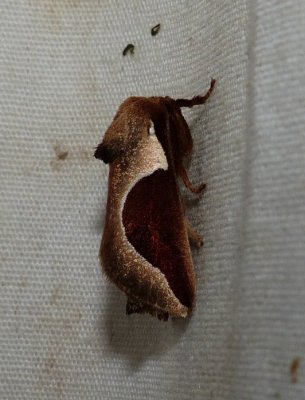 Skiff Moth - Prolimacodes badia