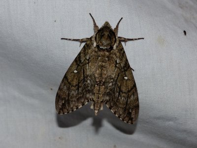 Waved Sphinx - Ceratomia undulosa