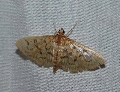 Bold-feathered Grass Moth - Herpetogramma pertextalis