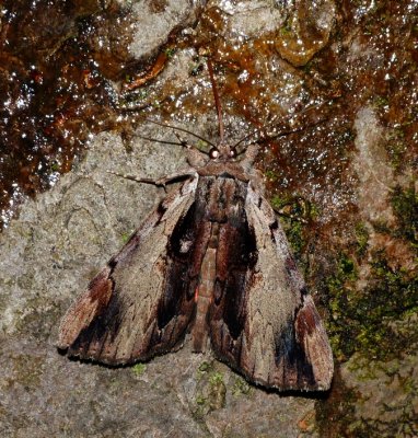 Ultronia Underwing - Catocala ultronia