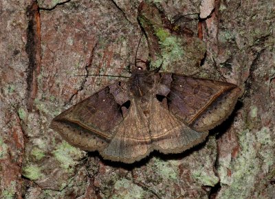 Black Bit Moth - <i>Celiptera frustulum</i>