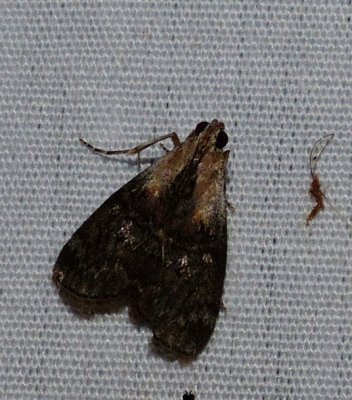 Double-humped Pococera Moth - Pococera expandens