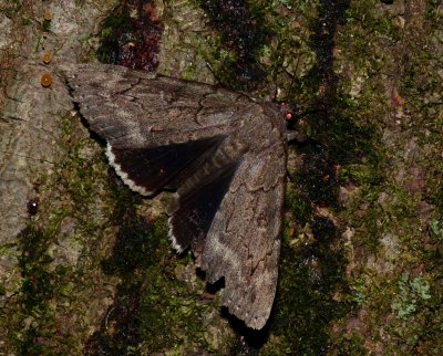 Obscure Underwing - Catocala obscura