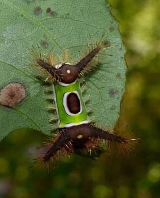 Saddleback Caterpillar - Acharia stimulea