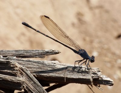 Sooty Dancer - Argia lugens