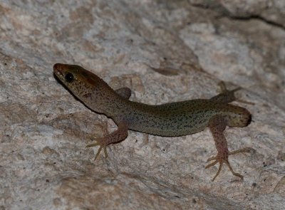 Desert Night Lizard - Xantusia vigilis