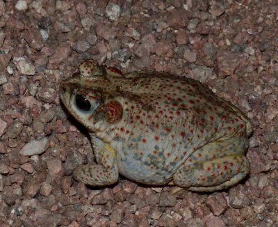 Red-spotted Toad - Anaxyrus punctatus