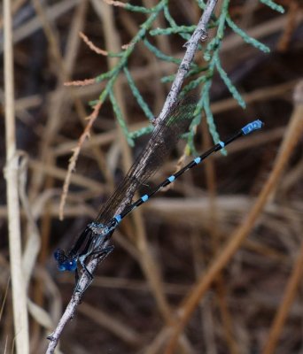 Blue-ringed Dancer - Argia sedula
