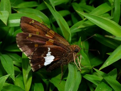 Silver-spotted Skipper - Epargyreus clarus