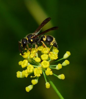 Wasp on Fennel