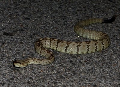Black-tailed Rattlesnake - Crotalus molossus