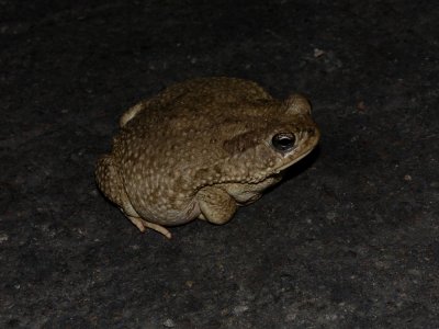 Texas Toad - Anaxyrus speciosus
