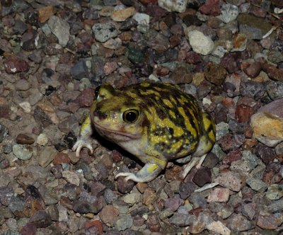 Couch's Spadefoot - Scaphiophus couchi
