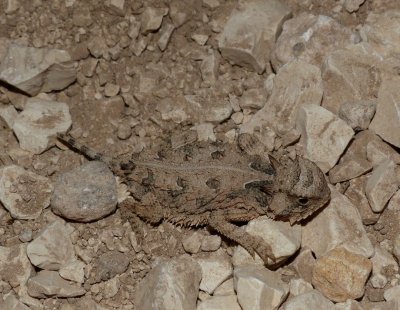 Texas Horned Lizard - Phrynosoma cornutum