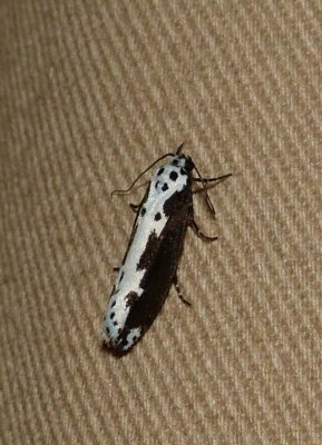 Moth - Ethmia semilugens