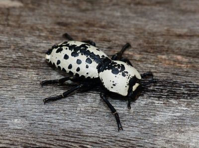 Ironclad Beetle - Zopherus nodulosus