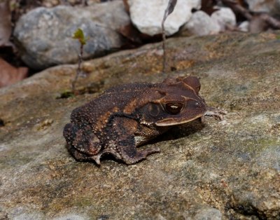 Gulf Coast Toad - Incilius valliceps