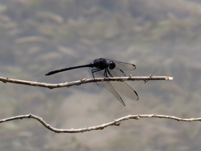 Black Setwing - Dythemis nigrescens