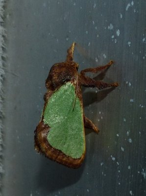 Slug Caterpillar Moth - Euclea incisa
