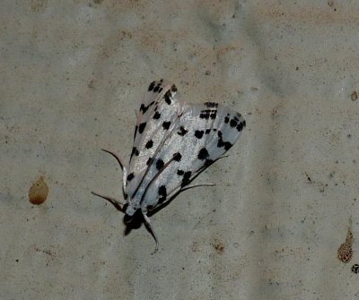 Spotted Peppergrass Moth - Eustixia pupula