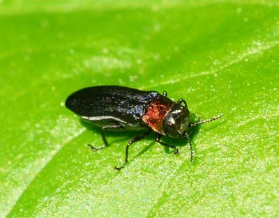 Red-necked Cane Borer - Agrilus ruficollis