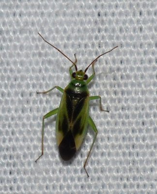 Mirid Plant Bug - Miridae