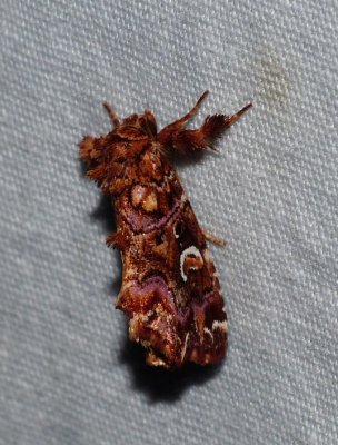 Pink-shaded Fern Moth - Callopistria mollissima