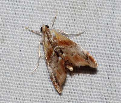 Julia's Dicymolomia Moth - Dicymolomia julianalis