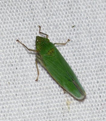 Waterlettuce Leafhopper - Draeculacephala inscripta