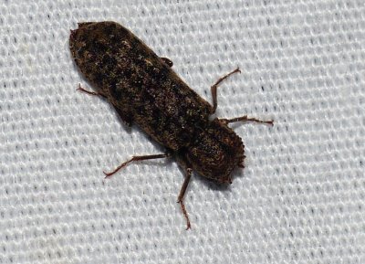 Horned Powder-post Beetle - Lichenophanes bicornis