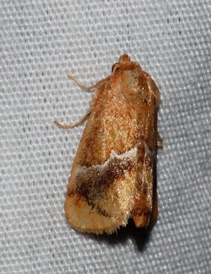 Yellow-shouldered Slug Moth - Lithacodes fasciola