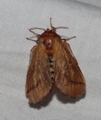 Forest Tent Caterpillar Moth - Malacosoma disstria