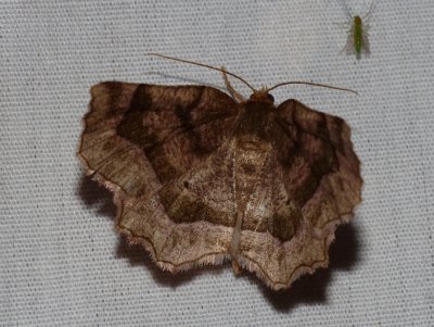 Moth - Metarranthis