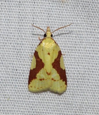 Leafroller Moths - Tortricoidea