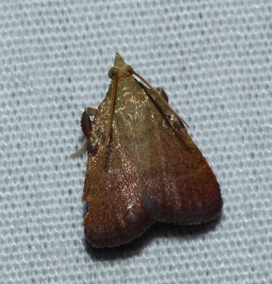 Drab Condylolomia - Condylolomia participalis