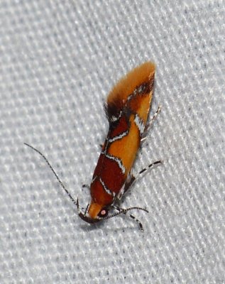 Gelechid and other Micro Moths -  Gelechioidea