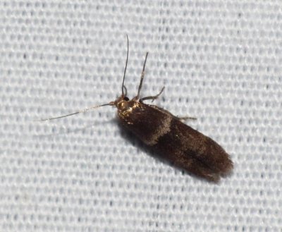 Scavenger Moth - Pigritia