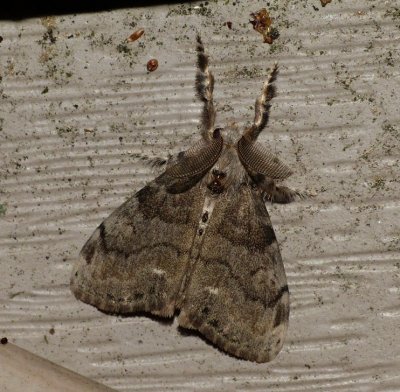 White-marked Tussock Moth - Orgyia leucostigma