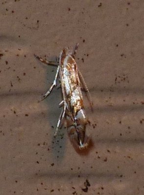 Leaf Blotch Miner - Phyllonorycter