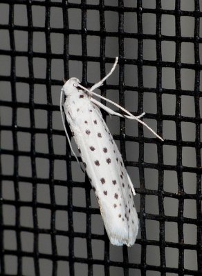 American Ermine Moth - Yponomeuta multipunctella